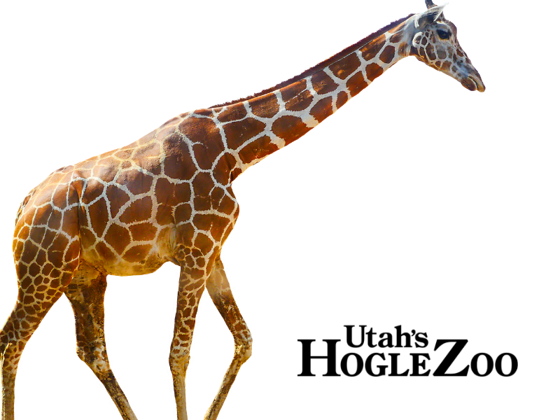 Hogle Zoo — 4 Adult Passes